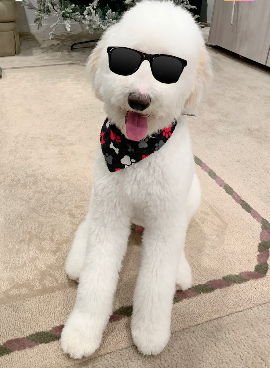 Goldendoodles