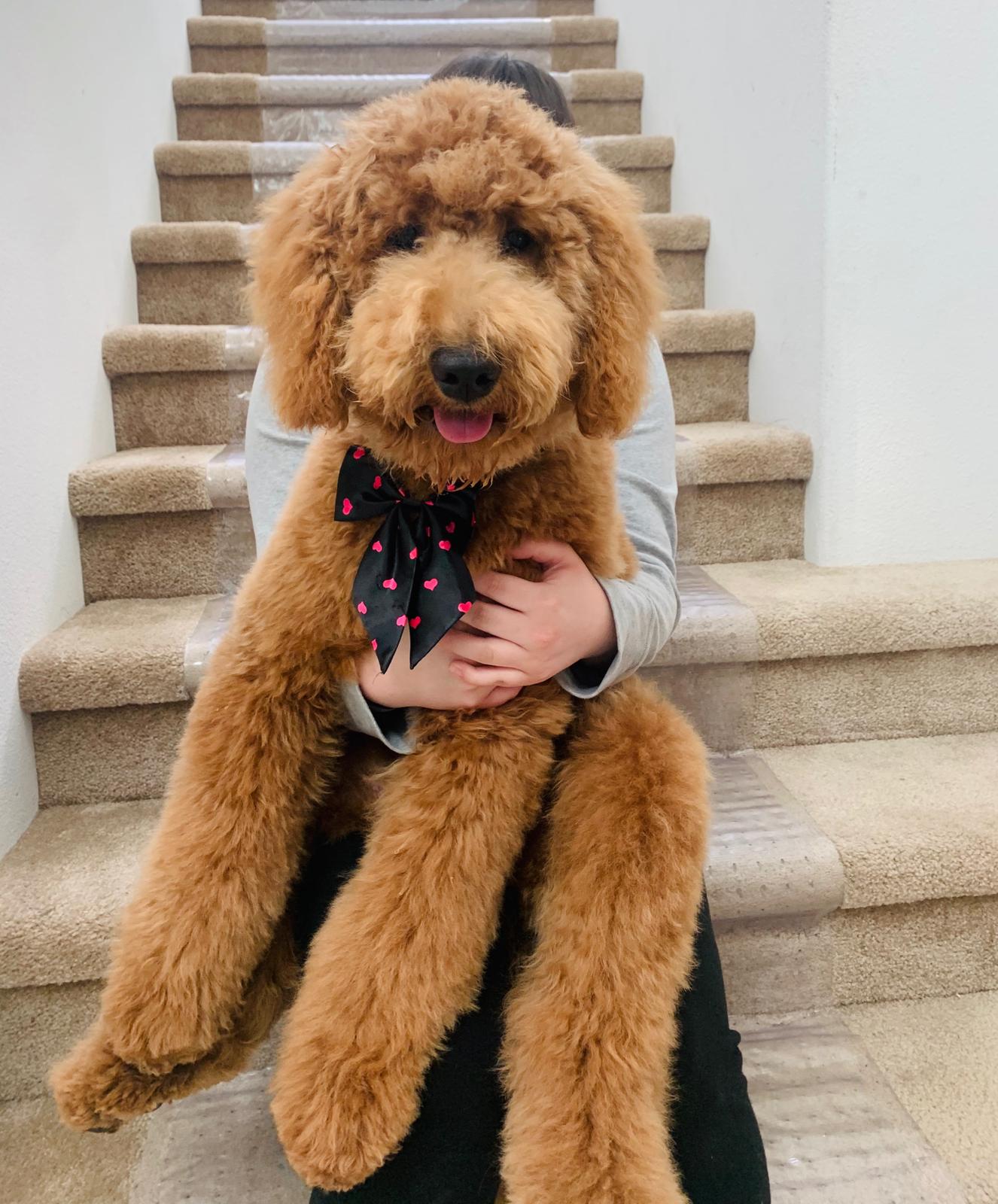 Goldendoodles