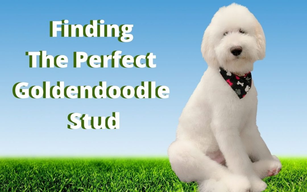 Goldendoodle Stud Service